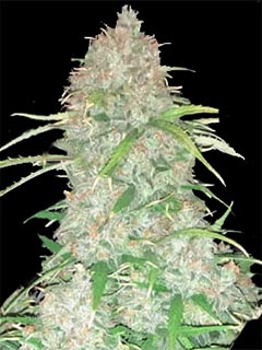 big bud auto