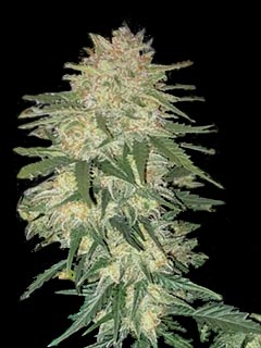 diesel auto