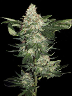 original skunk 1 auto