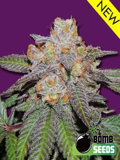 cherry bomb auto