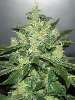 critical jack herer auto