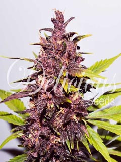 dark purple auto