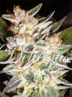 delicious candy auto