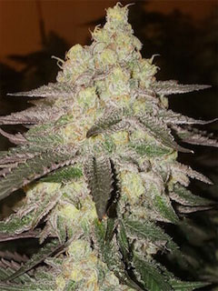 banana daddy rbx2 auto