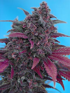 dark devil auto